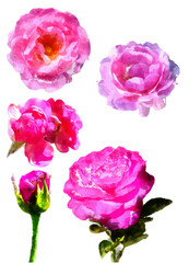 bouquet of pink roses isolated on white