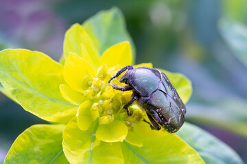 Beautiful bronze bug on a yellow milkweed flower. Close up.