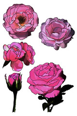 set of vector roses isolated on white