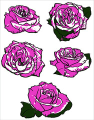 set of roses vector