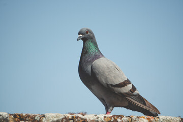 pigeon on the rock