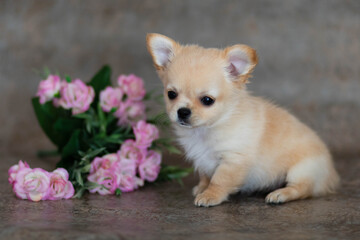 chihuahua puppy with flower