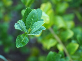 lemon lime green leaves tree in garden on blurred of nature background