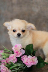 chihuahua puppy with flower