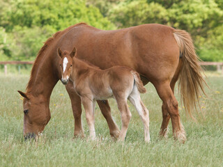 Obraz premium Mare and Foal