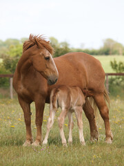 Fototapeta premium Klacz i źrebię