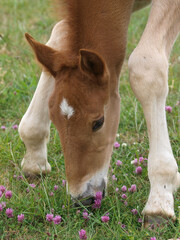 Fototapeta premium Rare Breed Foal