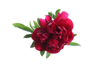 Beautiful red peony with leaves isolated on white
