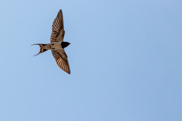 Barn swallow with open wings