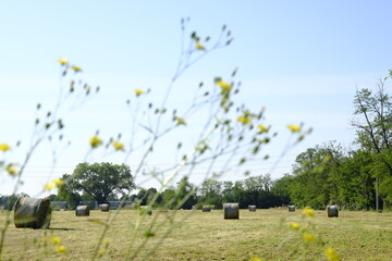 Harvest