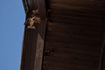 Barn swallow just before landing
