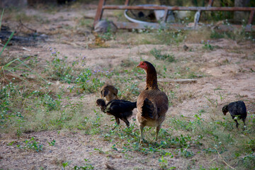 Chickens are living in flocks.
