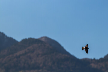 Barn swallow flying through sky