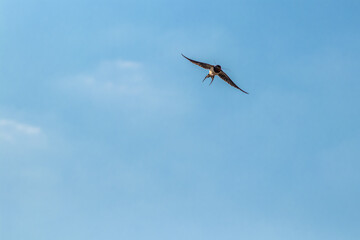 Barn swallow flying through air