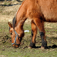 przedwiosnie 2020 konie na pastwisku w miejscowosci jurowce na podlasiu w polsce © Jacek Sakowicz