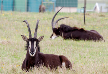 Sable Antelope captive breeding stud bulls resting on a Game Farm © Peter