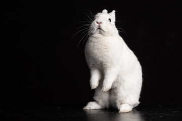 Baby bunny rabbite white mini lop ermine