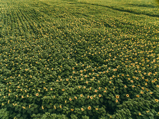 Large field of yellow sunflowers in summer at sunset. Photo from above, from a drone. Agribusiness, agriculture, fresh produce, oil production.