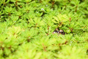 Common Frog in UK Garden Pond Surrounded by Duck Weed and Myriophyllum 'Red Stem' (Parrot's Feather).