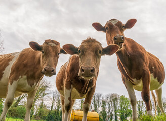 Guernsey cows in the field