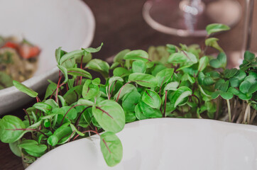 Healthy eating concept of fresh garden produce organically grown as a symbol of health and vitamins from nature. Microgreens herbs closeup.