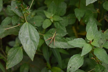 grasshopper