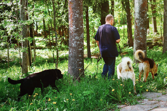 Dog walking.A man walks three dogs on a leash.