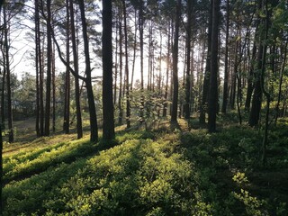 Seaside pine forest