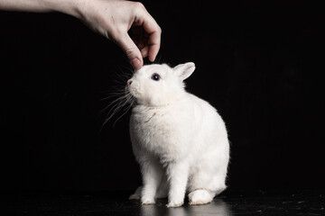 Baby bunny rabbite white mini lop ermine