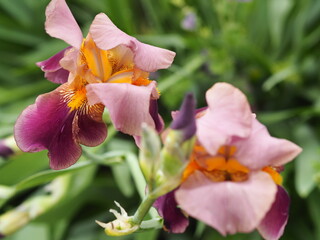 Obraz premium Iris bearded, flowers of iris in the garden, bearded irises wonderful flower, flower irises