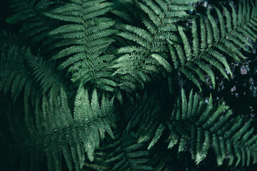 Dark green fern. Beautiful leaves of the plant. Screensaver for phone.