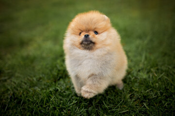 funny pomeranian spitz puppy jumping on grass, top view