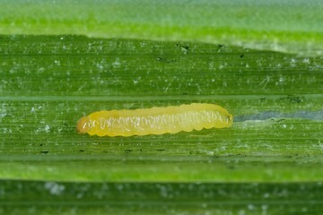 Caterpillars of leek moth or onion leaf miner Acrolepiopsis assectella family Acrolepiidae. It is Invasive species a pest of leek crops. Larvae feed on Allium plants by mining into the leaves or bulbs