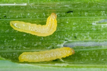 Caterpillars of leek moth or onion leaf miner Acrolepiopsis assectella family Acrolepiidae. It is Invasive species a pest of leek crops. Larvae feed on Allium plants by mining into the leaves or bulbs