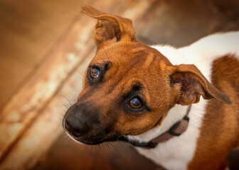 Süßer bettelnder Hund Jack Russell blickt nach oben