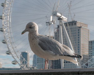 seagull on the pier, London Eye in the background