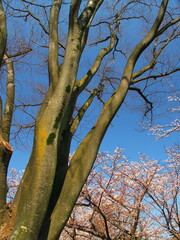 Fototapeta na wymiar 欅の枯れ木と桜咲く風景
