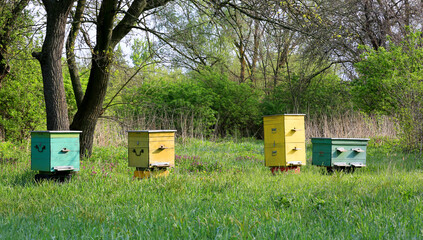 Beehives in an apiary in forest