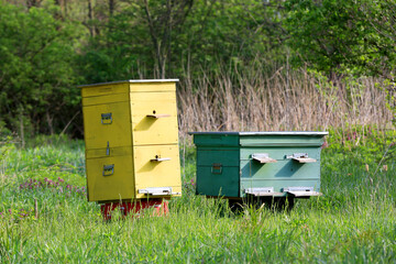 beehives in an apiary in the forest