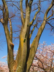 欅の枯れ木と桜咲く風景
