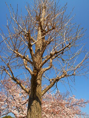 銀杏の枯れ木と桜咲く風景