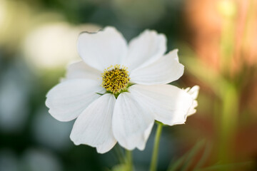 Beautiful wild flowers