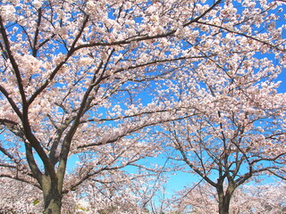 満開の公園の桜咲く風景