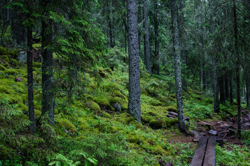Skuleskogen national park in northern Sweden.