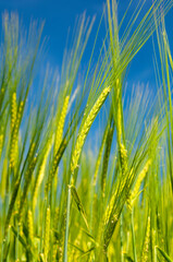 Barley under an dark blue sky, Sweden