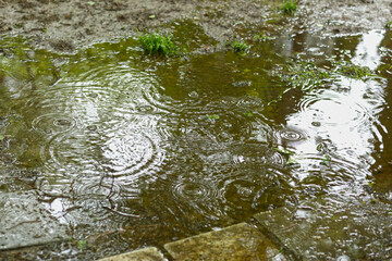 water surface with rain texture - circles and bubbles texture