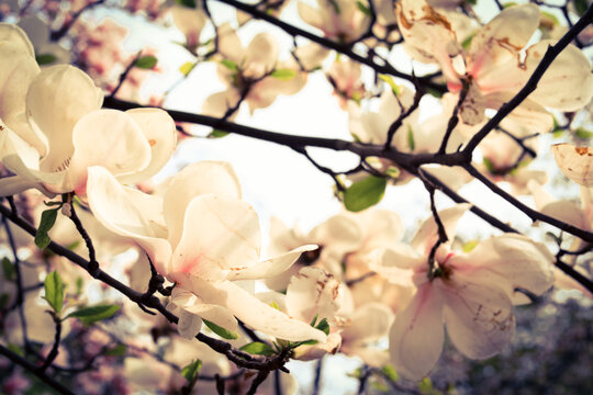 Pink magnolia tree flowers blooms on clear blue skyMagnolia tree blossom. Blossom magnolia branch against blue sky. Magnolia flowers in spring time. Pink Magnolia or Tulip tree in botanical garden.