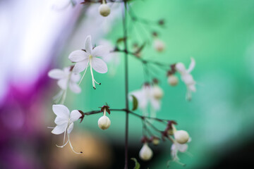 Fototapeta premium Beautiful wild flowers