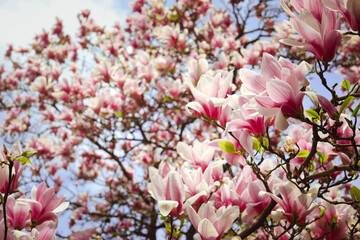 Fototapeta na wymiar Pink magnolia tree flowers blooms on clear blue skyMagnolia tree blossom. Blossom magnolia branch against blue sky. Magnolia flowers in spring time. Pink Magnolia or Tulip tree in botanical garden.