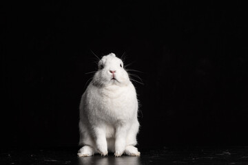 Baby bunny rabbite white mini lop ermine